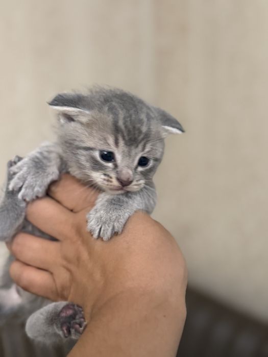 Вислоухие котята