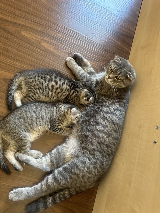 Шотландский вислоухий котёнок (Scottish Fold)