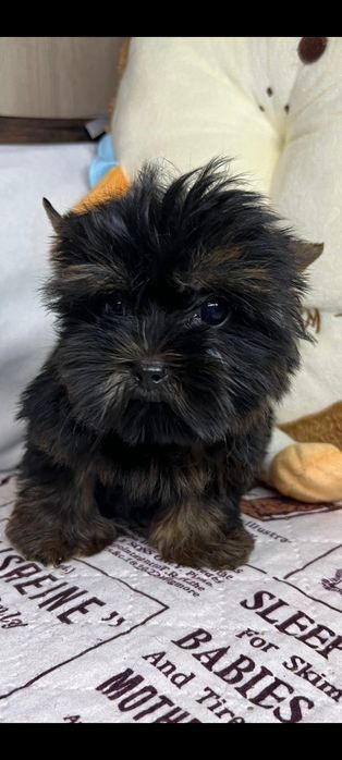 Йоркширский терьер