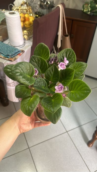 Цветы в ассортименте