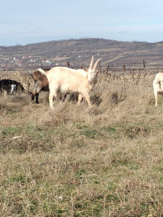 Vând tap Saanen de un an!
