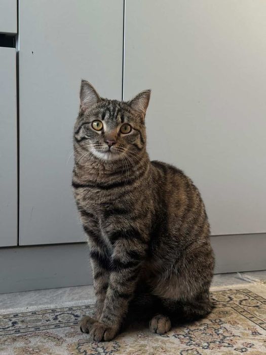 Отдам кота в добрые руки