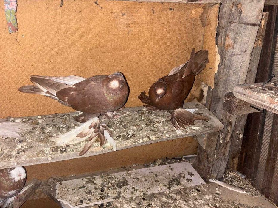 Пара чанов хороших голубей