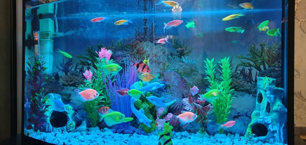 Akvarium baliqlari bilan sotiladi. Yengi. Holati zor.