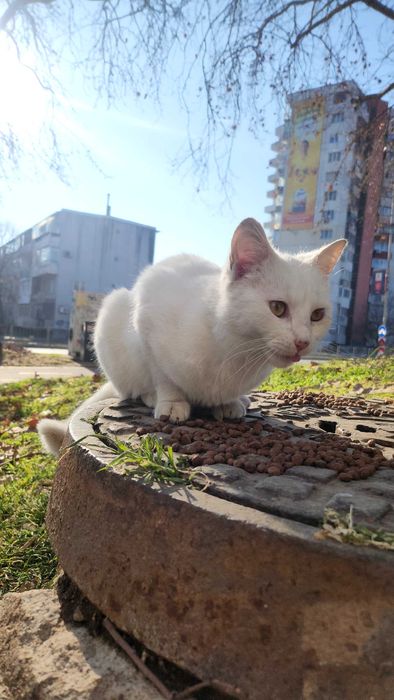 Бяло коте търси дом