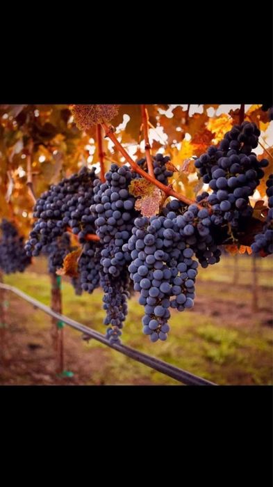 Vand Struguri de Vin