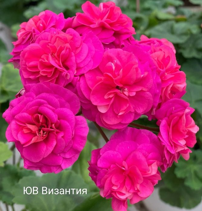 Пеларгонии укорененные черенки