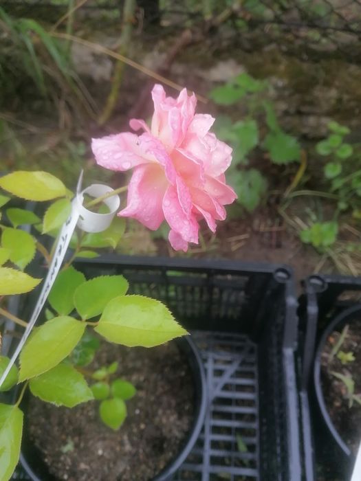 Lonicera ( Mana Maicii Domnului )