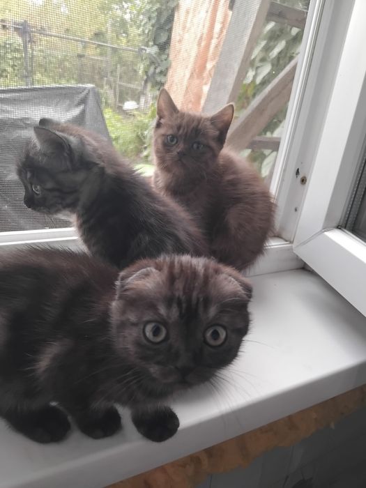 Продам шотландских котят