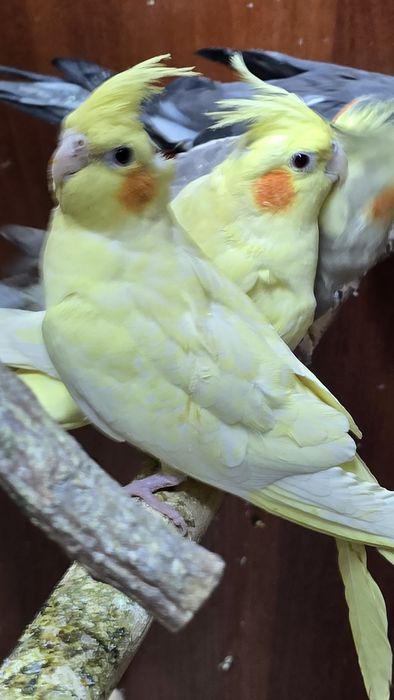 Кореллы местные.