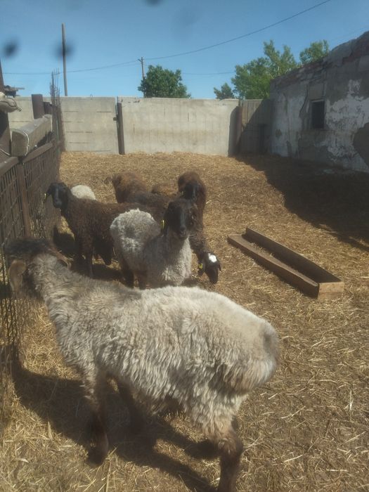Продам жирных молодых баран без торга