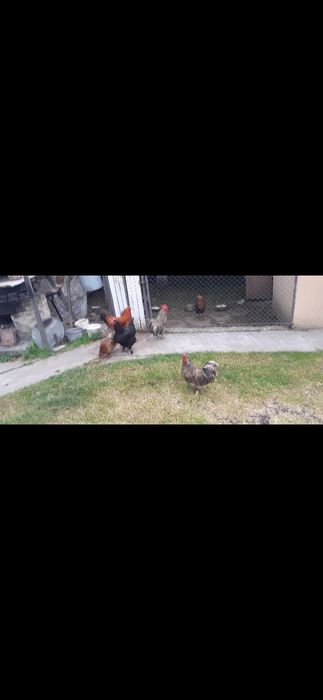 3 cocoși de vânzare.