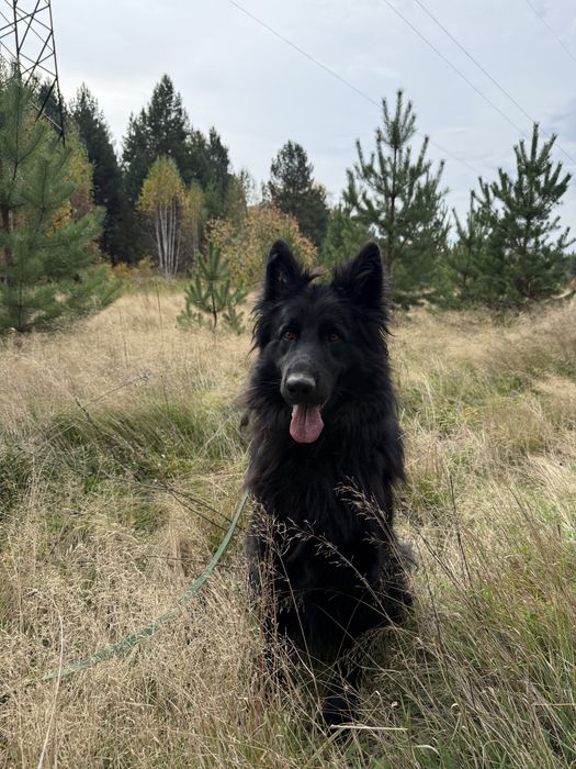 Ищем пару кобелю немецкой авчарки