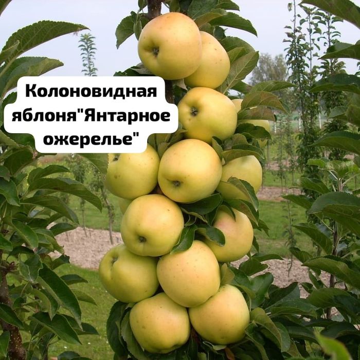 Продам саженцы  Россия