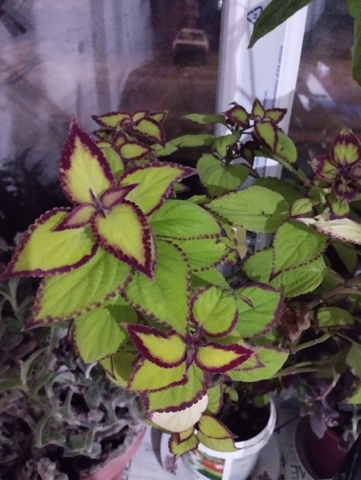 Срезики колеусов недорого