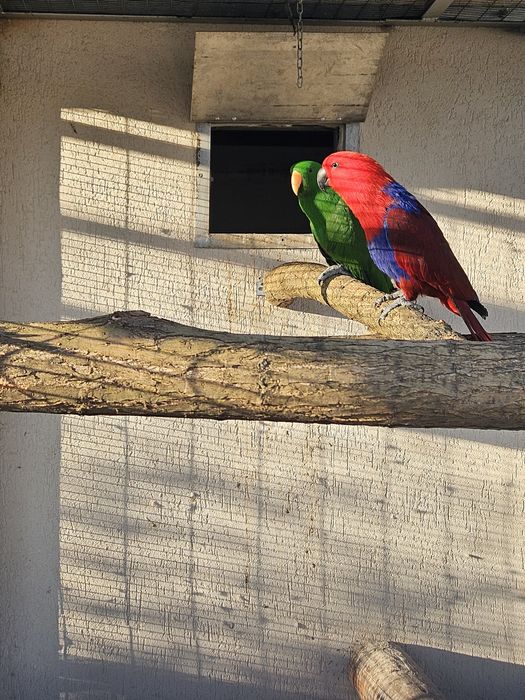 Eclectus pereche matura