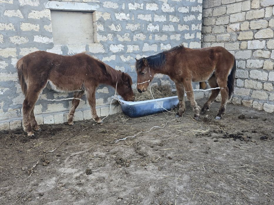 Семіз жабағы сатлады