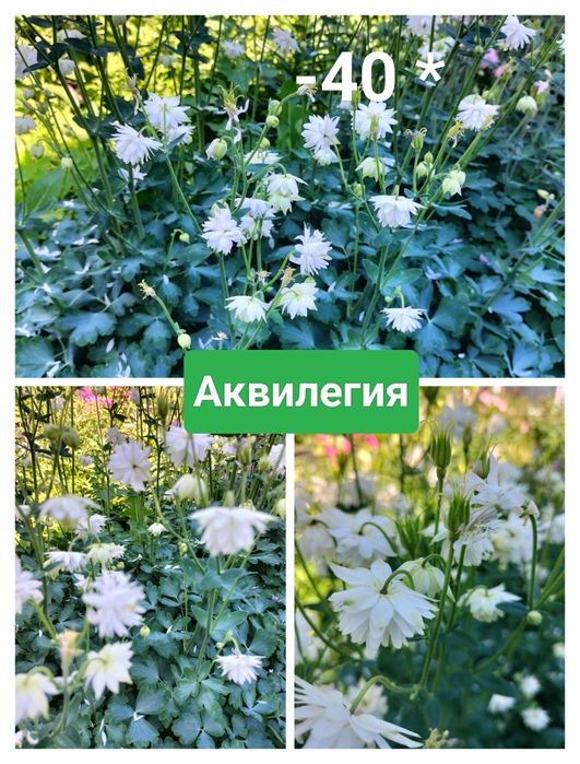 Сливы. Вишни. Яблони. Ели. Цветы.