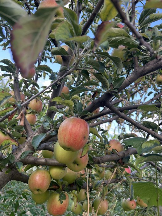 Pomi fructiferi ai vita de vie