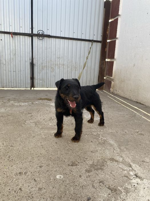 Кобель ягдтерьер для вязки