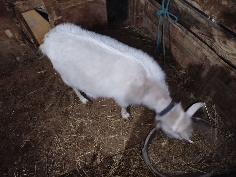 Обмен- кошкар кой