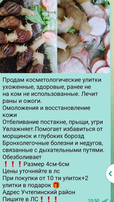 Косметические улитки ахатина