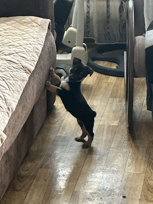 Вязка немецкий пинчер