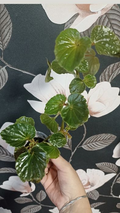 Цветы (отростки)