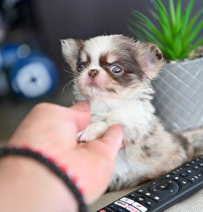 Женско миниатюрно дългокосместо шоколадово мерле