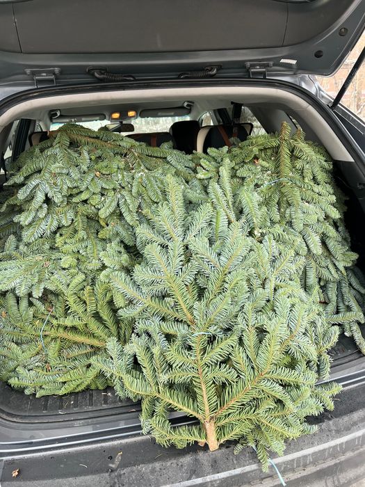 Нобилис ,нортлэнд