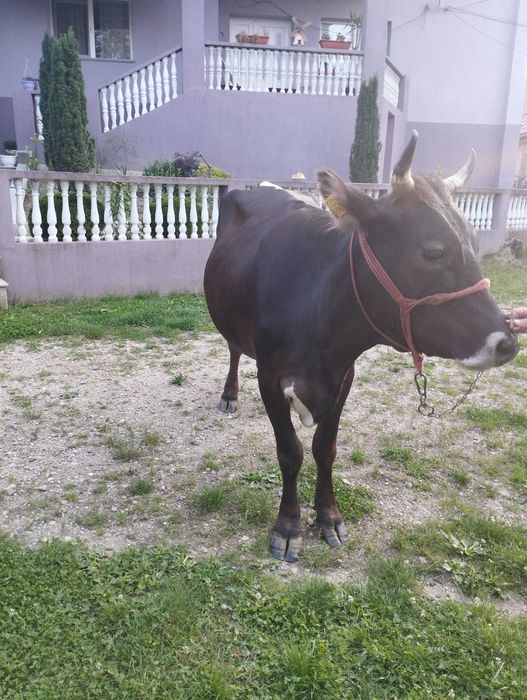 Vand vacă de patru ani cu lapte foarte blândă și gestantă în patru luni prețul este de 6600 lei negociabil