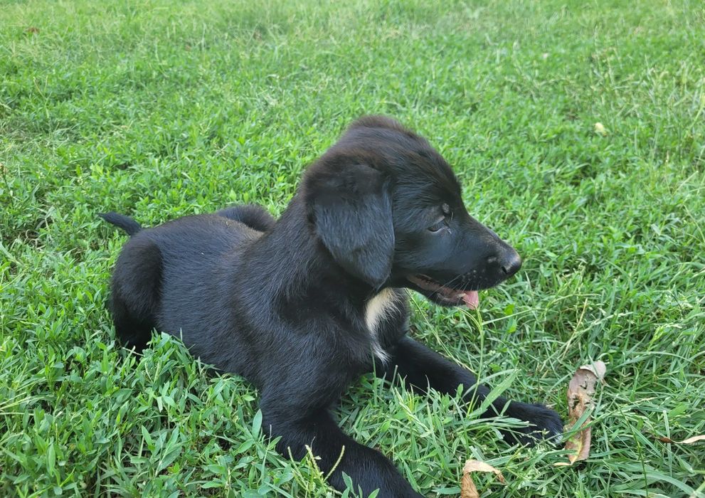 Catelusi pentru adoptie