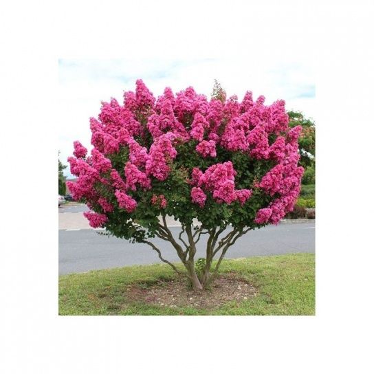 Pomi ornamentali liliac indian