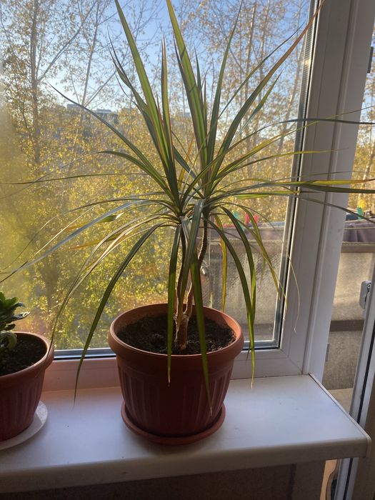 Продам домашние цветы