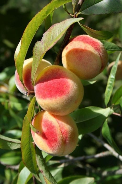 Pomi Fructiferi Columnari (Piersic )