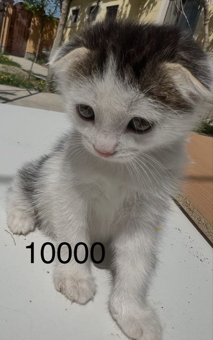 Котенок   мальчик