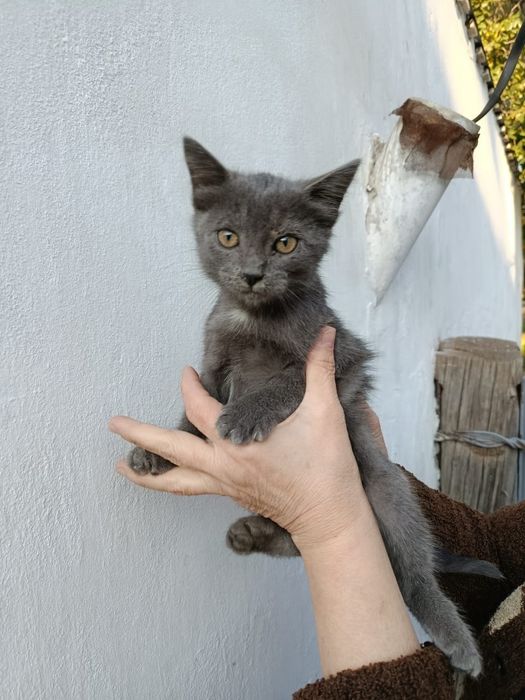 Пристраивается котёнок