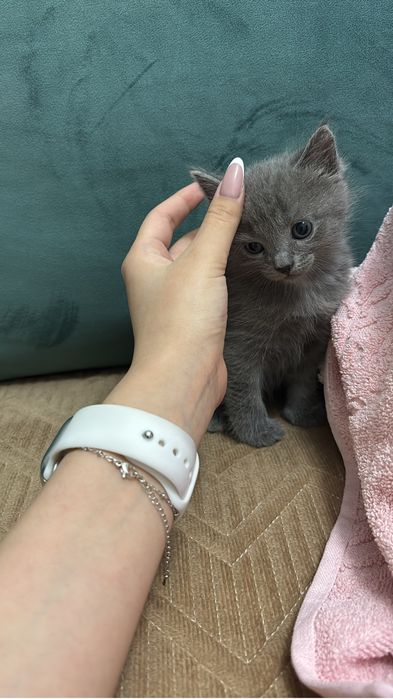 Кошка девочка 1 месяц