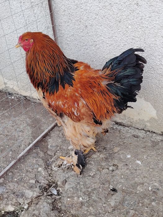 Cocoși brahma columbia galben-negru