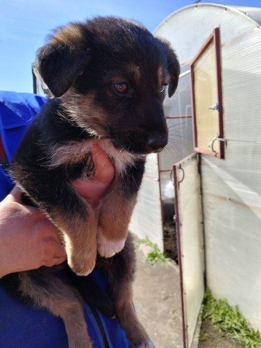 Отдам щенка немца