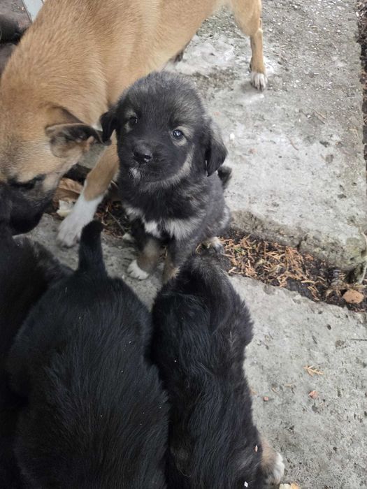 catei mici rasa maidanezi