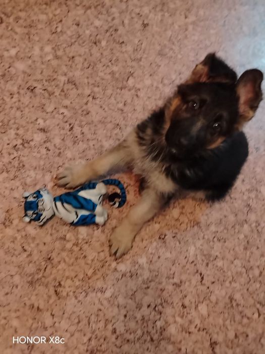 продам щенка чистокровной чепарачной немецкой овчарки