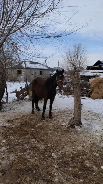 Продам кобылу справную