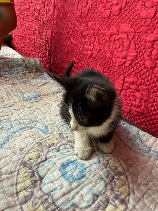 КОТЯТА ищут дом!