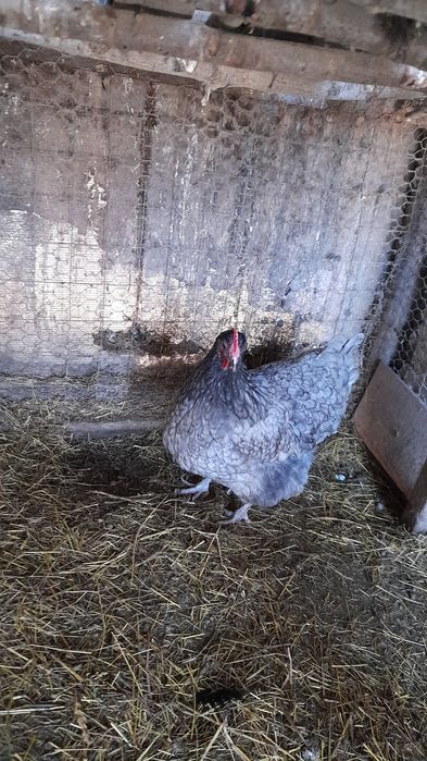 Vhnd oua de auroslop