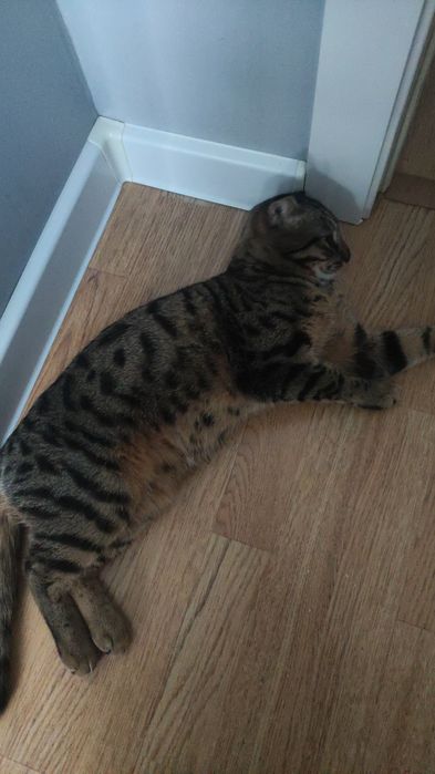 Отдам кота в хорошие руки
