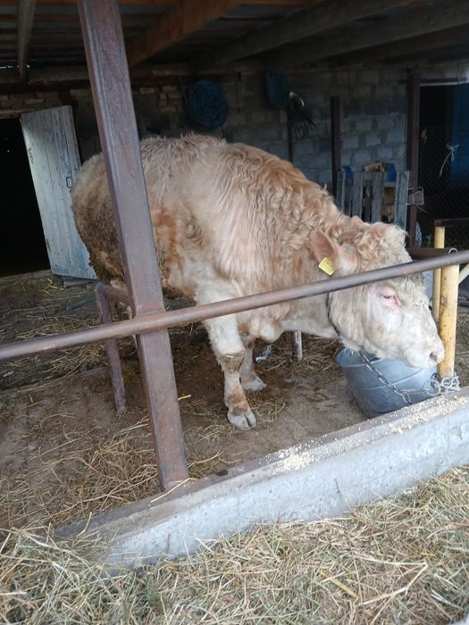 Продам бычка ...