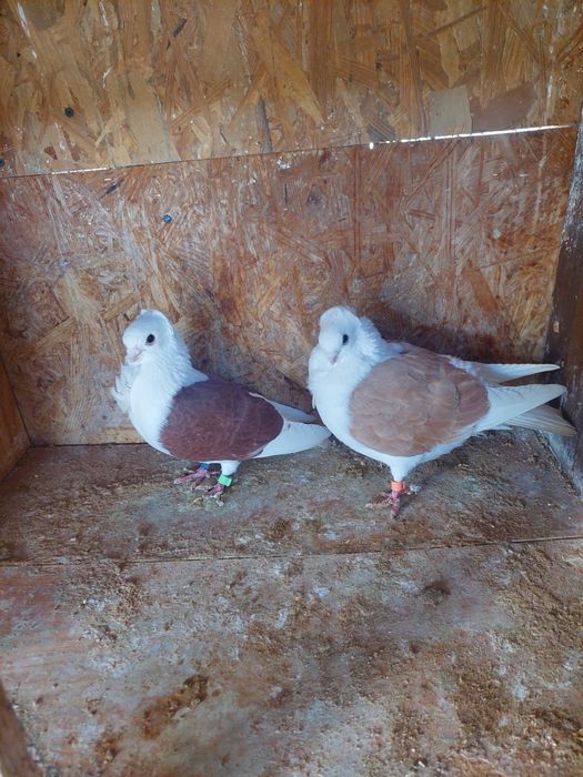 Porumbei de vânzare