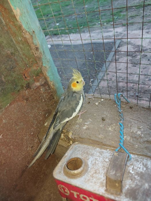 Папугай Карелла 2шт