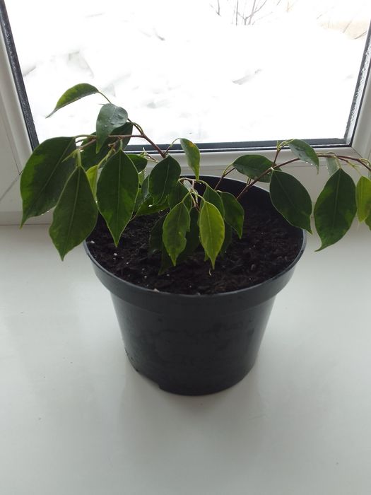 Фикус Бенджамина 4000 тенге